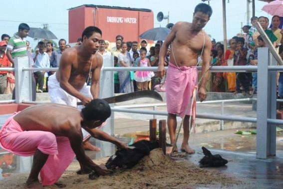 Live and let live: Himachal court bans animal sacrifice: will Tripura follow suit ? Live and let live: Himachal court bans animal sacrifice: will Tripura follow suit ?
